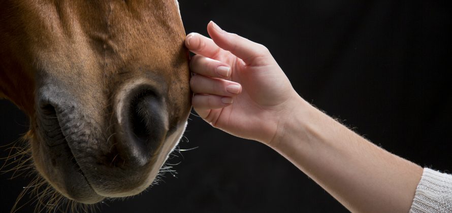 Nærbilde av en hest og en hånd
